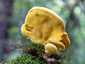 Sárga gévagomba (Laetiporus sulphureus), Börzsöny